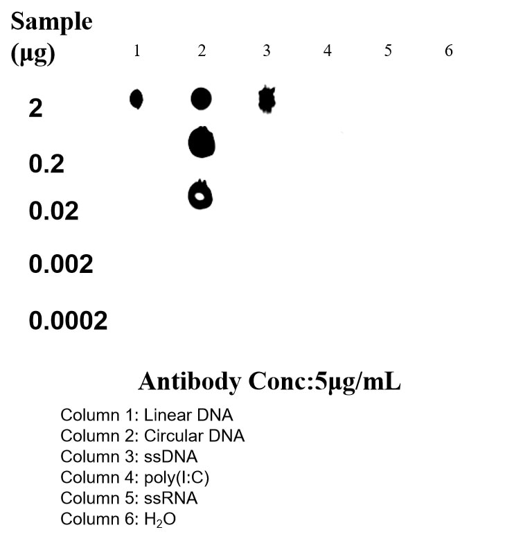 Dot Blot experiment using Anti-DNA Recombinant antibody (85854-1-RR)